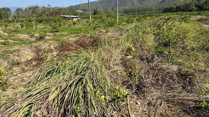 寻味惠州公庄味道 酒肆街 橙檬关照 乡村庄园定位策划 惠州柏塘镇 大健康 乡村振兴 多产业振兴 高质量发展 人才振兴 特色文旅小镇 城市更新  新媒体 产业电商 四季康养产业  红色文旅  非遗传承 共同富裕 动能智库 戴欣明 五邦集团  华明有 贵山行旅 上河行旅 欢乐上河 海水康养 酒肆街 四季康养特色文旅小镇 单产业电商模式打造罗浮山茶产业 四季康养特色文旅小镇 惠州筹建处揭牌仪 大湾区惠州的大健康产业升级  戴欣明工作室 蔡恒儿工作室  产业园定位策划  乡村旅游策划定位