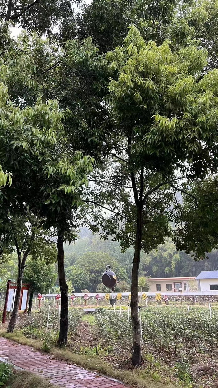 柏塘山茶酒肆合 茶产业电商模式再造 鹿湖温泉似圣水 顺县留隍镇 恒儿茶 恒儿的茶 酒肆街 酒肆街小酒馆 酒肆街啤酒 酒世界扎啤 酒肆街精酿 四季酒肆 大健康 乡村振兴 多产业振兴 高质量发展 人才振兴 特色文旅小镇 城市更新  新媒体 产业电商 四季康养产业  红色文旅  非遗传承 共同富裕 动能智库 戴欣明 五邦集团  华明有 贵山行旅 上河行旅 欢乐上河 海水康养 酒肆街 四季康养特色文旅小镇 单产业电商模式打造罗浮山茶产业 四季康养特色文旅小镇 惠州筹建处揭牌仪 大湾区惠州的大健康产业升级  戴欣明工作室 蔡恒儿工