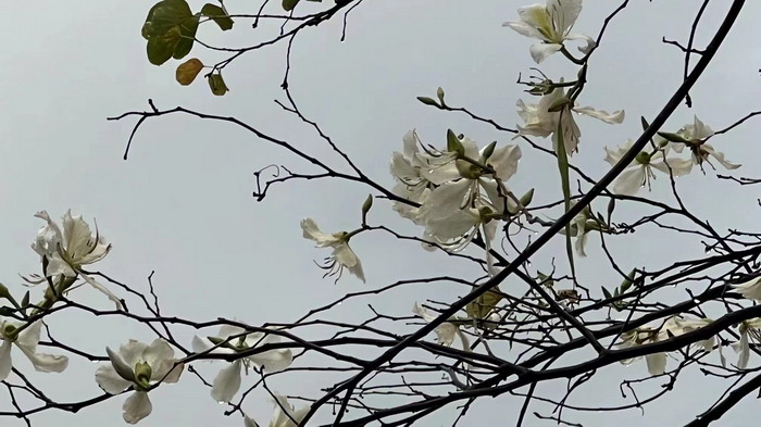 深圳的城中村 岭南山重创四季 酒肆浊酒鼓乐席 柏塘山茶酒肆合 茶产业电商模式再造 上河行旅 惠州柏塘拾里茶香品龙头壹号 鹿湖温泉似圣水 顺县留隍镇 恒儿茶 恒儿的茶 酒肆街 酒肆街小酒馆 酒肆街啤酒 酒世界扎啤 酒肆街精酿 四季酒肆 大健康 乡村振兴 多产业振兴 高质量发展 人才振兴 特色文旅小镇 城市更新  新媒体 产业电商 四季康养产业  红色文旅  非遗传承 共同富裕 动能智库 戴欣明 五邦集团  华明有 贵山行旅 上河行旅 欢乐上河 海水康养 酒肆街 四季康养特色文旅小镇 单产业电商模式打造罗浮山