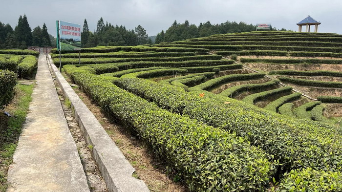 冷沙泉水乾丰茶 高山云雾 永隆山麓上河来 冷沙泉水 南川乾丰镇茶产业升级 前海四季康养管理（深圳）有限公司南川纪行 前海四季康养管理（深圳）有限公司总经理戴欣明兼首席战略策划 副总经理蔡恒儿一行在南川区城市投资集团对永隆山 《永隆上河》   四季康养南川缘  南川东街改造升级 南川区城市定位策划 动能智库，戴欣明工作室，深圳市前海动能投资有限公司战略定位策划的项目 《永隆上河》在重庆南川区金佛山麓永隆山上落地 永隆山上谱新曲 红色文旅小镇合作三合一模式 风过南川留药香 公务南川出南粤 四季康养文旅小镇落地惠州 《贵山行旅》、《上河