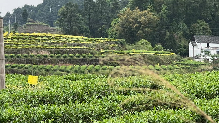 冷沙泉水乾丰茶 高山云雾 永隆山麓上河来 冷沙泉水 南川乾丰镇茶产业升级 前海四季康养管理（深圳）有限公司南川纪行 前海四季康养管理（深圳）有限公司总经理戴欣明兼首席战略策划 副总经理蔡恒儿一行在南川区城市投资集团对永隆山 《永隆上河》   四季康养南川缘  南川东街改造升级 南川区城市定位策划 动能智库，戴欣明工作室，深圳市前海动能投资有限公司战略定位策划的项目 《永隆上河》在重庆南川区金佛山麓永隆山上落地 永隆山上谱新曲 红色文旅小镇合作三合一模式 风过南川留药香 公务南川出南粤 四季康养文旅小镇落地惠州 《贵山行旅》、《上河