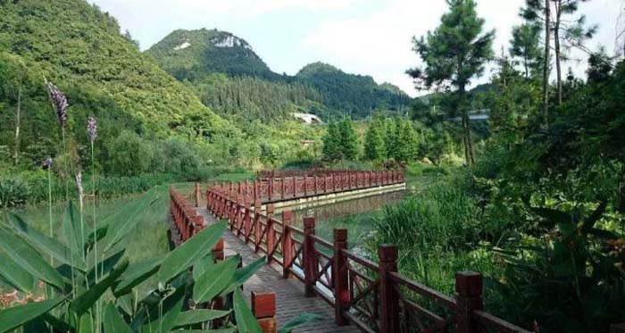 森林康养:未来健康产业大方向,满足人们对于旅游休闲和健康疗养的双向需求