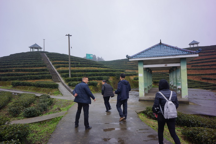 案例：重庆南川实施茶叶产业支撑工程，建成4个茶叶产业示范区，南川区乾丰镇做大做强茶产业，助推乡村振兴－动能智库－戴欣明工作室－前海动能投资公司案例解析