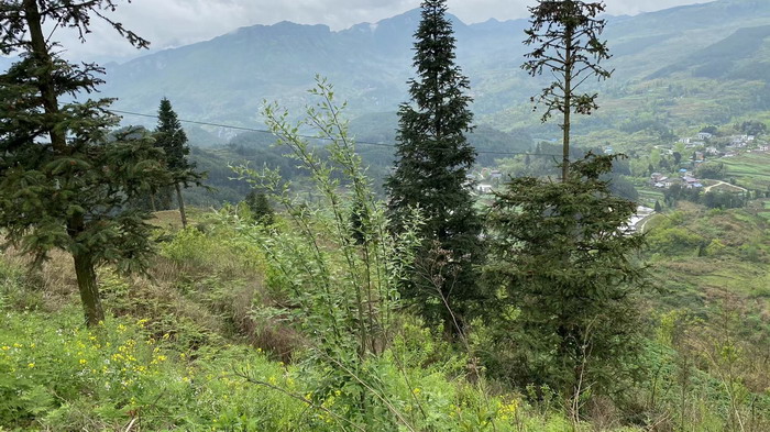 重庆城市规划升级 金佛山文旅大战略布局 重庆南川水井山调研 戴欣明 邓肯 王方 蔡恒儿 动能智库 蔡恒儿工作室 动能智库四季康养定位策划 商业地产 商业地产定位策划 商业地产运营 特色小镇战略定位 产业园定位策划 人文商业地产策划 文旅小镇策划定位 乡村旅游策划定位 商业街策划定位 城市综合体策划 古镇古城策划定位 文旅项目规划策划