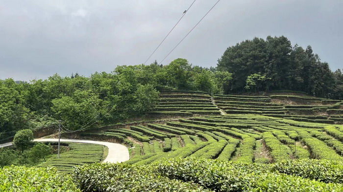 南川乾丰镇茶产业升级 前海四季康养管理（深圳）有限公司南川纪行 前海四季康养管理（深圳）有限公司总经理戴欣明兼首席战略策划 副总经理蔡恒儿一行在南川区城市投资集团对永隆山 《永隆上河》   四季康养南川缘  南川东街改造升级 南川区城市定位策划 动能智库，戴欣明工作室，深圳市前海动能投资有限公司战略定位策划的项目 《永隆上河》在重庆南川区金佛山麓永隆山上落地 永隆山上谱新曲 红色文旅小镇合作三合一模式 风过南川留药香 公务南川出南粤 四季康养文旅小镇落地惠州 《贵山行旅》、《上河行旅》四季康养产业项目合作价值