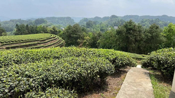 南川乾丰镇茶产业升级 前海四季康养管理（深圳）有限公司南川纪行 前海四季康养管理（深圳）有限公司总经理戴欣明兼首席战略策划 副总经理蔡恒儿一行在南川区城市投资集团对永隆山 《永隆上河》   四季康养南川缘  南川东街改造升级 南川区城市定位策划 动能智库，戴欣明工作室，深圳市前海动能投资有限公司战略定位策划的项目 《永隆上河》在重庆南川区金佛山麓永隆山上落地 永隆山上谱新曲 红色文旅小镇合作三合一模式 风过南川留药香 公务南川出南粤 四季康养文旅小镇落地惠州 《贵山行旅》、《上河行旅》四季康养产业项目合作价值