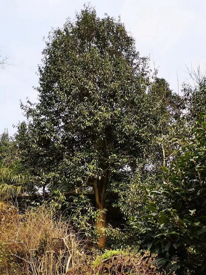 冷沙泉水 南川乾丰镇茶产业升级 前海四季康养管理（深圳）有限公司南川纪行 前海四季康养管理（深圳）有限公司总经理戴欣明兼首席战略策划 副总经理蔡恒儿一行在南川区城市投资集团对永隆山 《永隆上河》   四季康养南川缘  南川东街改造升级 南川区城市定位策划 动能智库，戴欣明工作室，深圳市前海动能投资有限公司战略定位策划的项目 《永隆上河》在重庆南川区金佛山麓永隆山上落地 永隆山上谱新曲 红色文旅小镇合作三合一模式 风过南川留药香 公务南川出南粤 四季康养文旅小镇落地惠州 《贵山行旅》、《上河行旅》四季康养产业项目合作