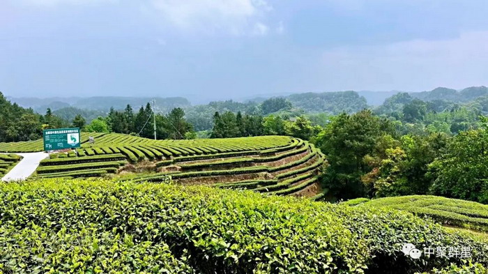 永隆上河》在重庆南川区金佛山麓永隆山上落地 南川区城市定位策划 乾丰镇十二里天涯 汴河书院 乾丰山谷十二里 冷沙泉水乾丰茶 高山云雾 永隆山麓上河来 冷沙泉水 南川乾丰镇茶产业升级 前海四季康养管理（深圳）有限公司南川纪行 前海四季康养管理（深圳）有限公司总经理戴欣明兼首席战略策划 副总经理蔡恒儿一行在南川区城市投资集团对永隆山 《永隆上河》   四季康养南川缘  南川东街改造升级  动能智库，戴欣明工作室，深圳市前海动能投资有限公司战略定位策划的项目 《永隆上河》在重庆南川区金佛山麓永隆山上落地 永隆山